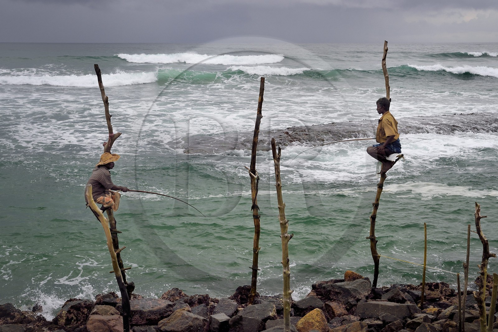 Sri Lanka, Province du Sud, région de Galle, Weligama, plage de Midigama, pecheurs sur poteaux