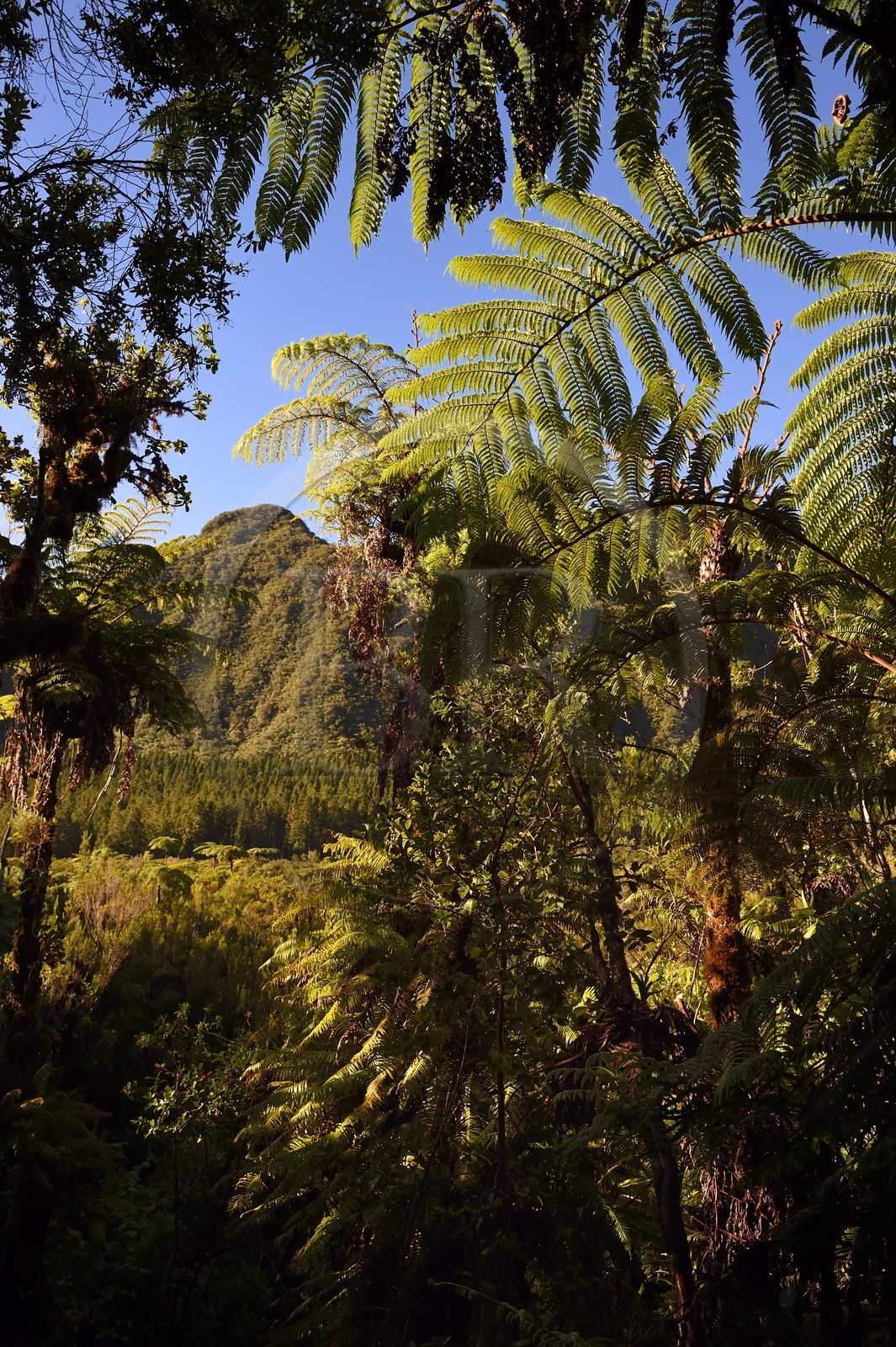 France, Ile de la Reunion, Saint Benoit, Parc national de La Reunion, classé Patrimoine Mondial de l'UNESCO, foret de Bébour, sentier du Piton Bébour