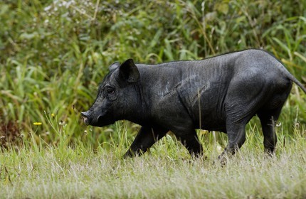 Belgium, Wallonia, Province of Liege, a wild boar