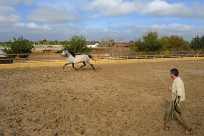 Espagne, Andalousie, province de Séville, Utrera, le haras Ayala (Yeguada Ayala), entrainement d'un Pure race espagnole ou PRE (Pura Raza Espanola)