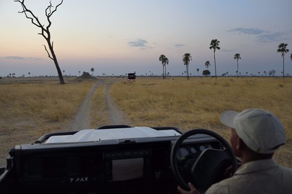 Zimbabwe, province de Matabeleland septentrional, parc national Hwange, à la découverte de la faune de la savane sur une piste au crépuscule