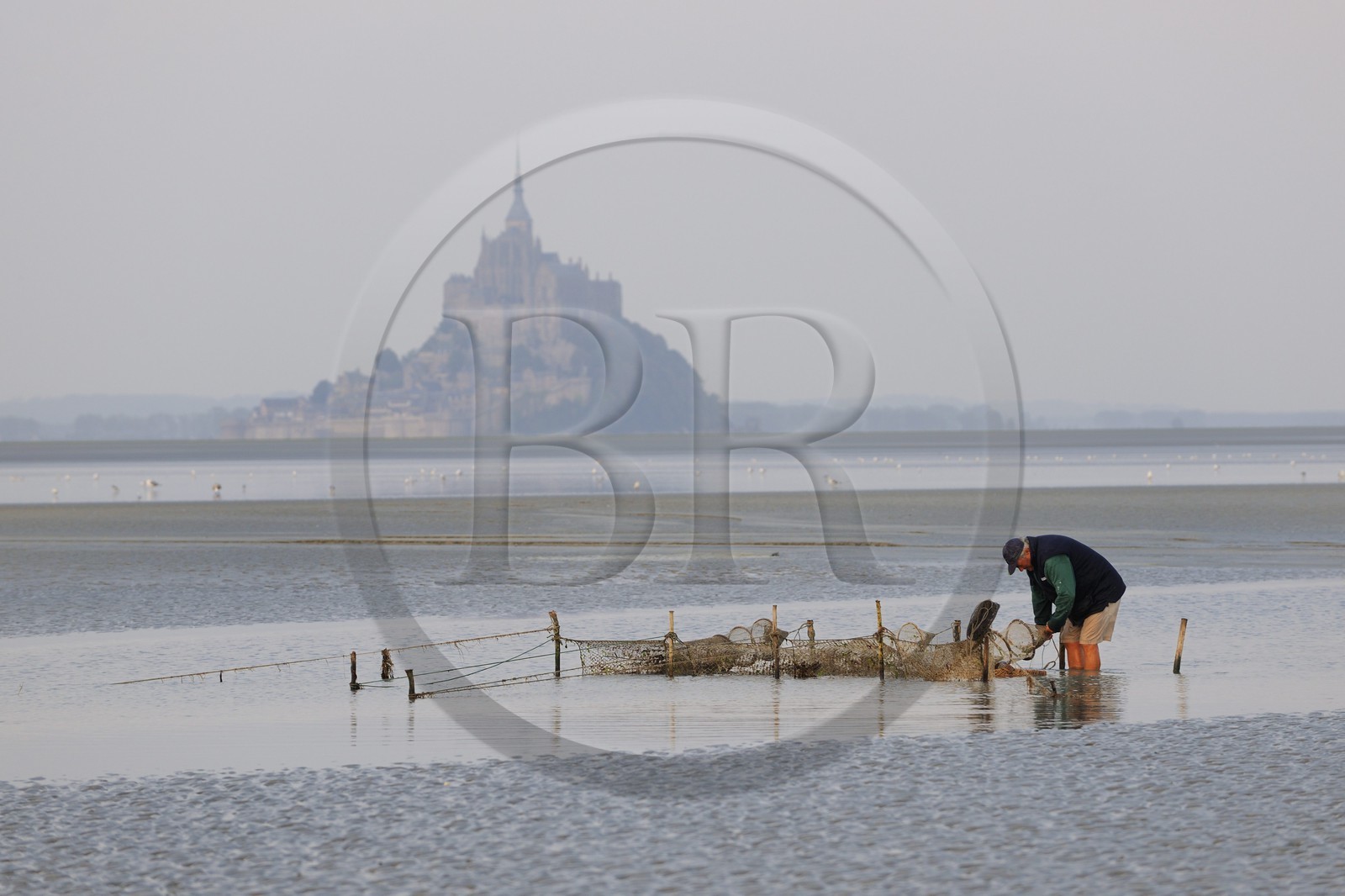 France, Manche (50), Baie du Mont-Saint-Michel, le pêcheur de grève Guy Jugan relevant ses filets de crevettes grises à l'aube