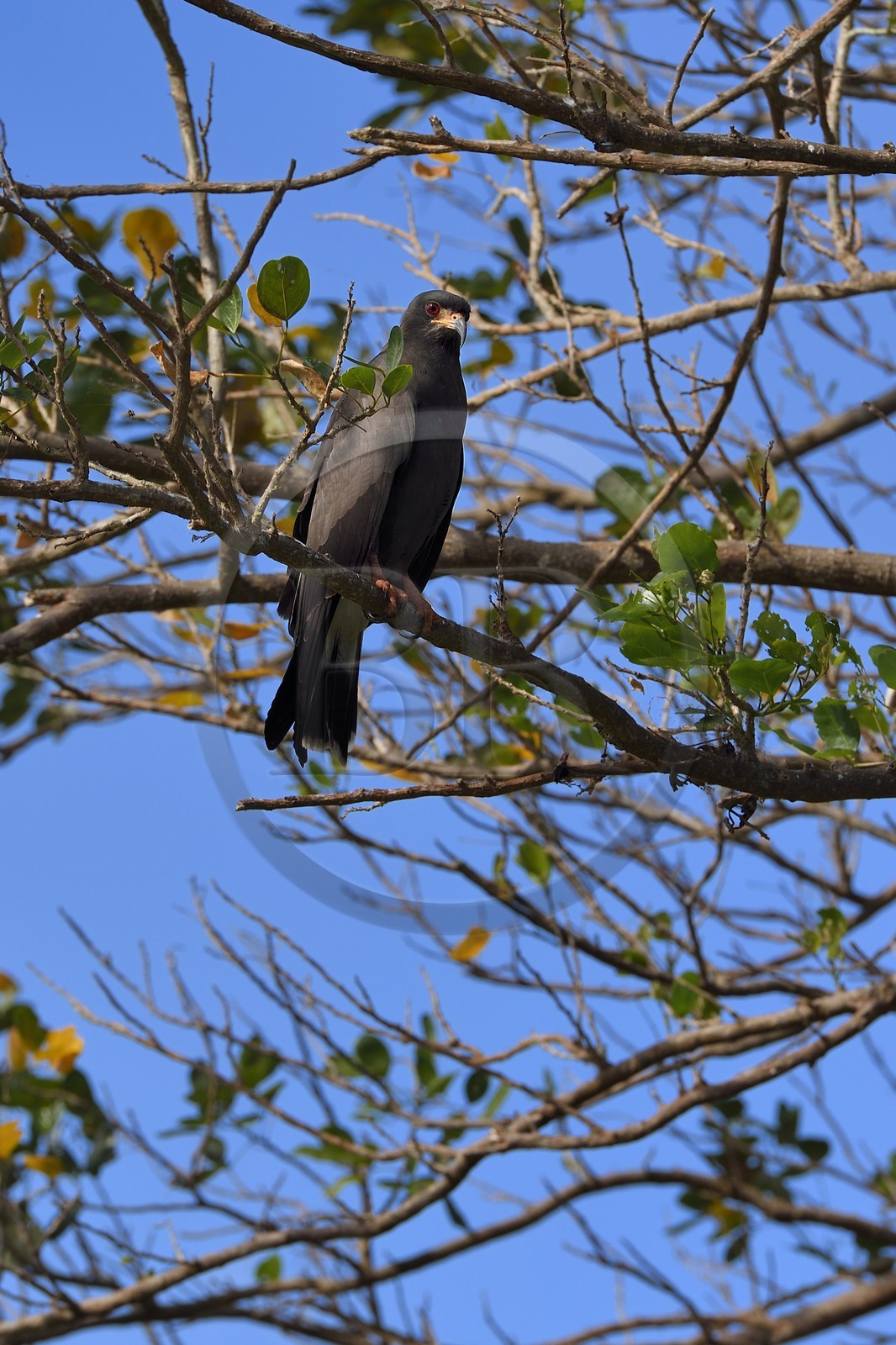 Nicaragua, Ile d'Ometepe réserve mondiale de Biosphère sur le lac Nicaragua, marais le long du Rio Istian, Milan des marais (Rostrhamus sociabilis)