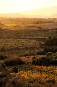 France, Pyrénées-Orientales (66), paysage des catalan corbières au Pas de l' Escale vers le village de Vingrau