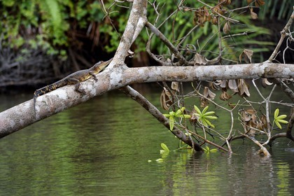 Gabon, province de Ogooué- Maritime, Parc National du Loango, site de Akaka dans la lagune du Fernan Vaz, Faux-gavial d'Afrique ou Crocodile à nuque cuirassée (Mecistops cataphractus)