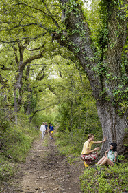 France, Var (83), Provence Verte, Bras, Académie du Bain de Forêt Provençale, forêt du domaine Le Peyrourier - une campagne en Provence, Constanze Coisne guide le Shinrin Yoku