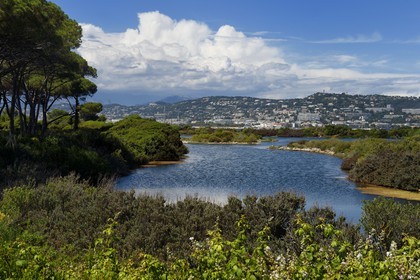 France, Alpes-Maritimes (06), Cannes, Iles de Lérins, Ile Sainte-Marguerite, réserve biologique domaniale, étang du Batéguier
