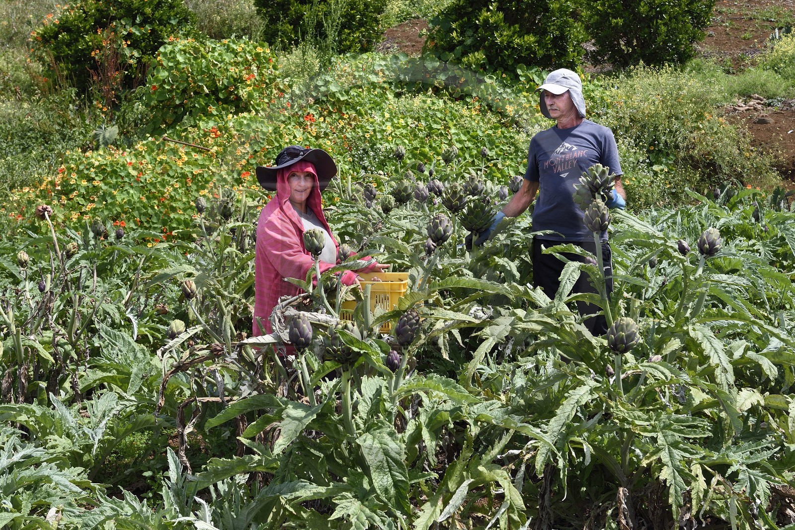 France, Ile de la Reunion, Le Tampon, la Plaine des Cafres, les agriculteurs Jacqueline et Jean-Pierre Lacaille dans leur champ d'artichauts