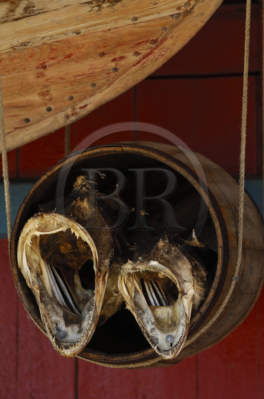 Norway, Nordland County, Lofoten Islands, Moskenes island, dry monkfish at the village of A (Å)