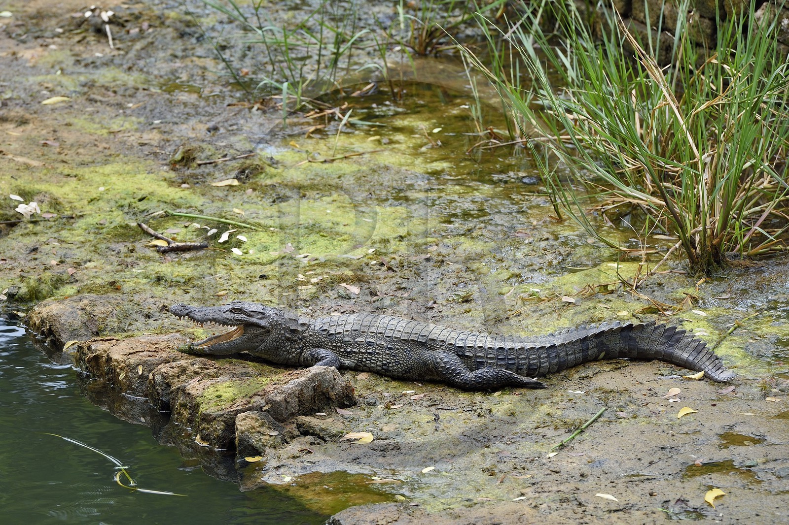 Sri Lanka, province centrale, district de Matale, Sigiriya, ville ancienne de Sigiriya classée patrimoine mondial de l'UNESCO, l'ancien palais forteresse du Rocher du Lion, crocodile en bordure d'un des nombreux bassins des jardins