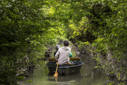 France, Vendée (85), Parc Interrégional du Marais Poitevin labellisé Grand Site de France, Maillezais, batelier effectuant une promenade en barque dans les conches sur les affluents de l'Autise