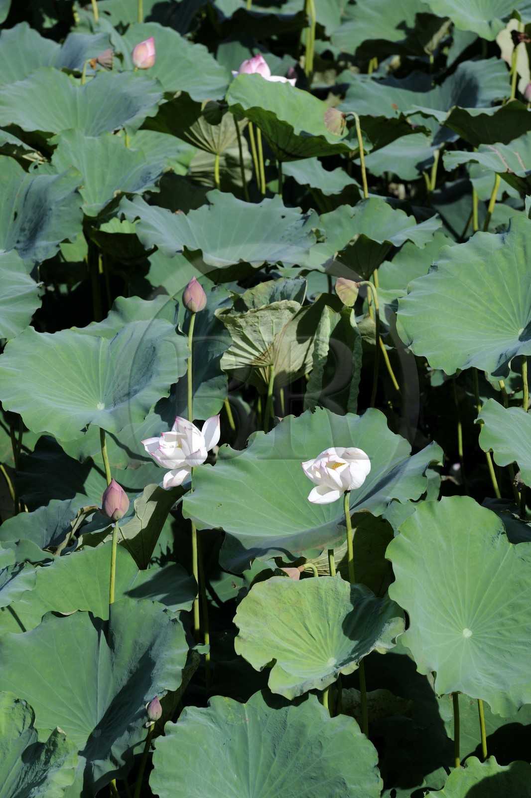 Vietnam, province de Ninh Binh, fleurs de lotus