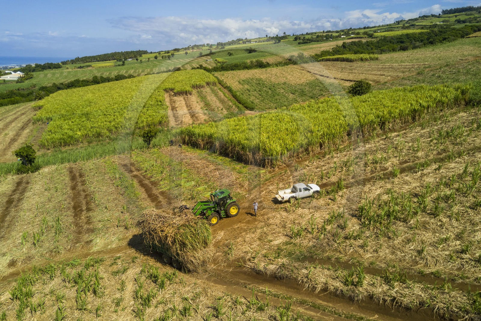 France, Ile de la Reunion, Petite-Ile, coupe et récolte de la canne à sucre (vue aérienne)