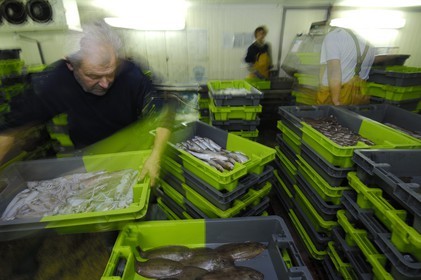 France, Charente-Maritime (17), Ile d'Oléron, port de la Cotinière, la criée