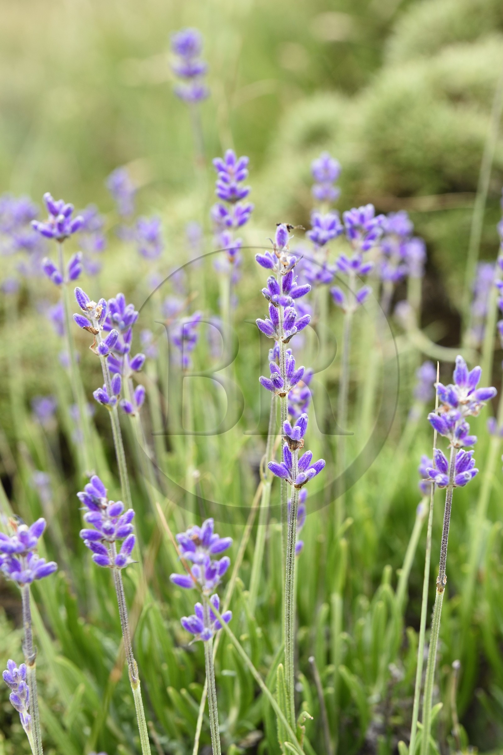 France, Var (83), Plan-d'Aups-Sainte-Baume, parc naturel régional de la Sainte-Baume, Massif de la Sainte-Baume, lavande sauvage