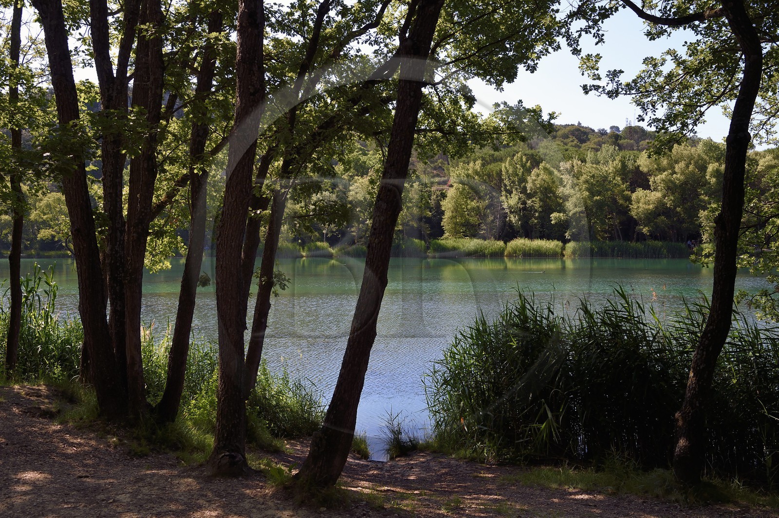 France, Alpes de Haute Provence, Parc Naturel Regional du Verdon (Natural Regional Park of Verdon), Gréoux les Bains, the banks of the Verdon river