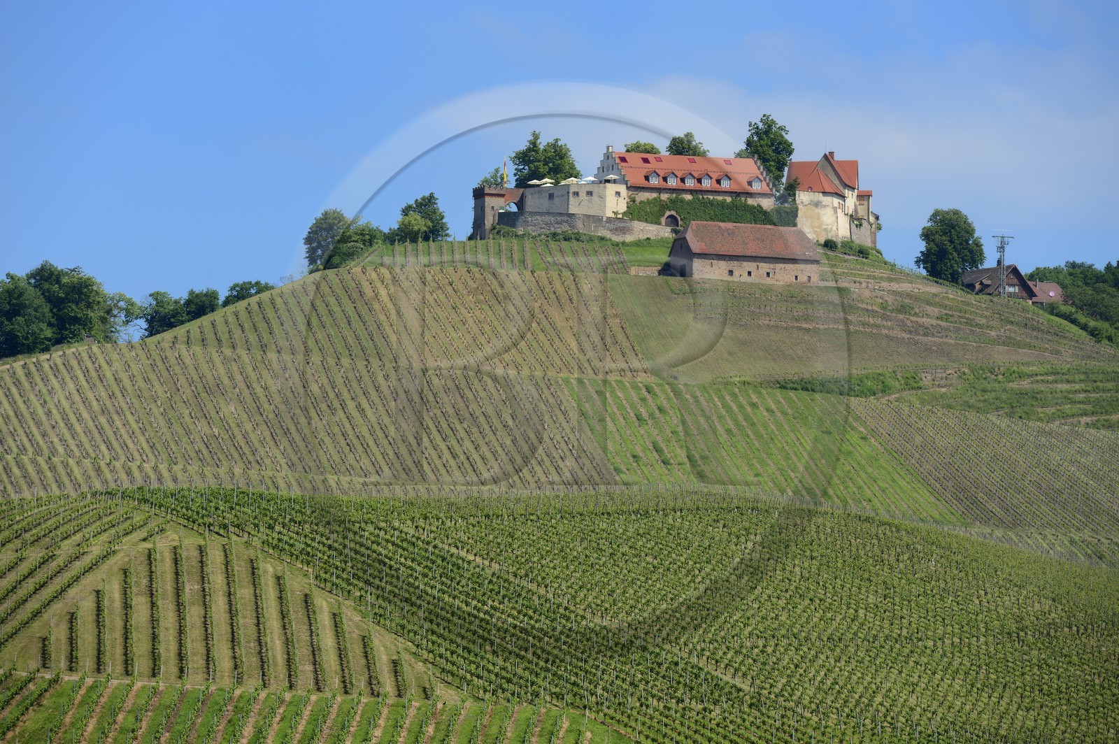 Germany, Baden-Wurttemberg, Durbach vineyard, Staufenberg castle