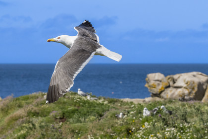 France, Finistère, Abers Country (Pays des Abers), Ile Vierge (Virgin Island) in the Lilia archipelago, sea gull