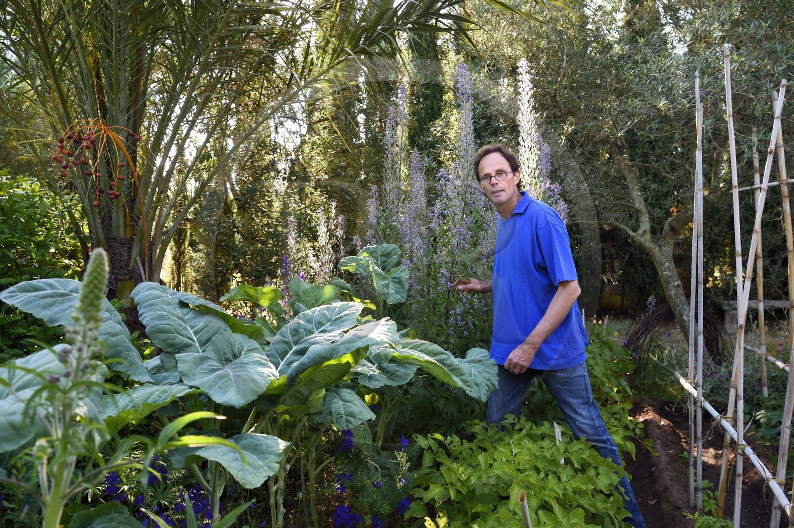 France, Var, Iles d'Hyeres, Parc National de Port Cros (National park of Port Cros), Porquerolles island, the gardener Antoine Durand in his dry garden