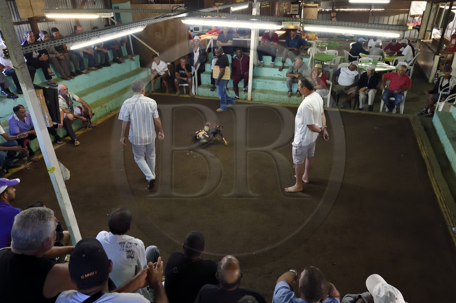 France, Ile de la Reunion, Petit Tampon, combat de coqs dans le Rond de Coq