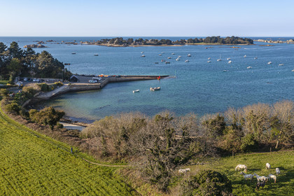 France, Côtes-d'Armor (22), Côte d'Ajoncs, Penvénan, Port Blanc, l'Anse de Pellinec avec le petit port de Port Blanc et chevaux au paturage en bordure de mer, les Iles de Saint Gildas et du Milieu en arrière plan (vue aérienne)
