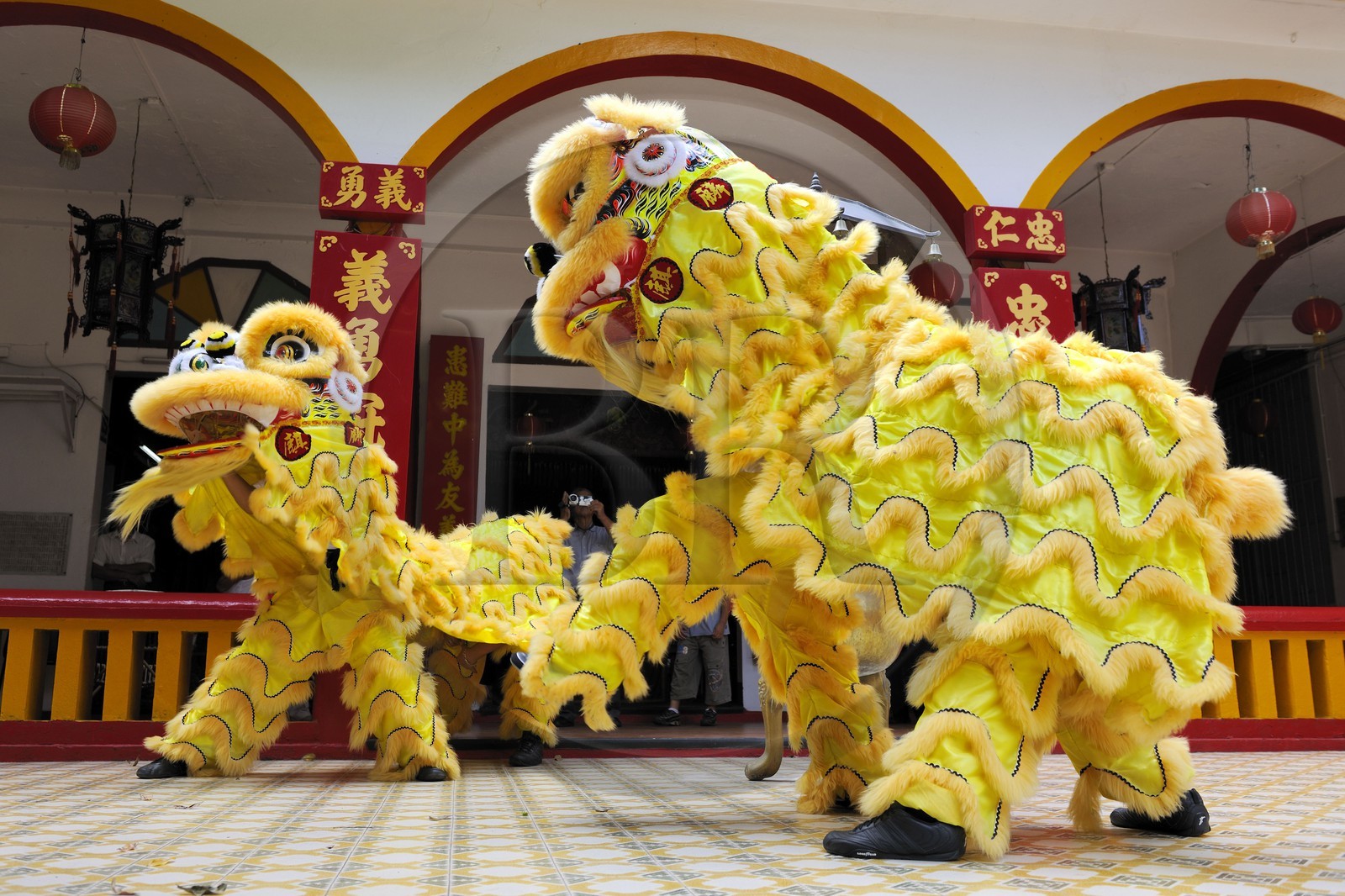 France, île de la Réunion, Saint-Pierre, danse traditionnelle du dragon à l'occasion des fêtes du nouvel an chinois dans un temple