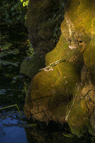 France, Var, Provence Verte (Green Provence), Bras village next to Saint Maximin, Le Peyrourier - une campagne en Provence Bed and Breakfast