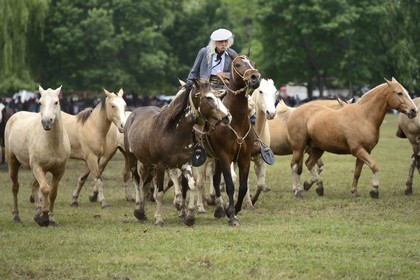 Argentine, province de Buenos Aires, San Antonio de Areco, fête du Jour de la Tradition (Dia de la Tradicion), figure appelée enchevêtrement de troupeaux (Entrevero de tropillas)