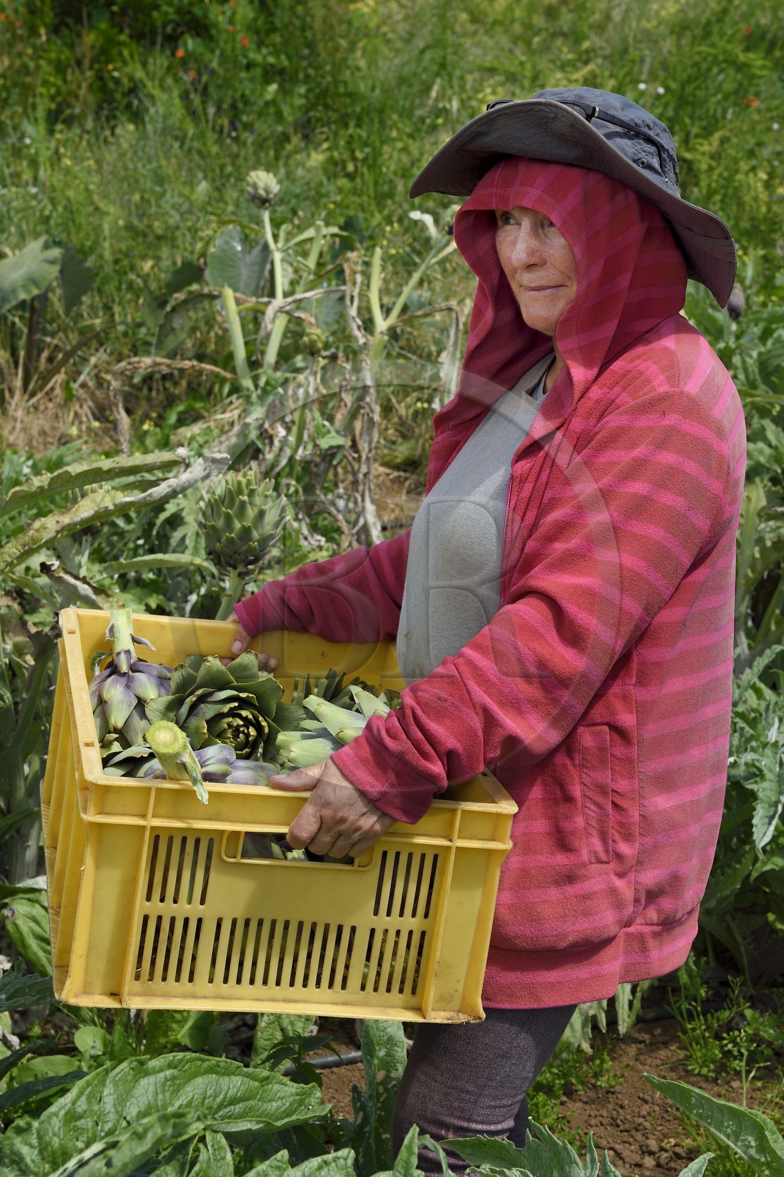 France, Ile de la Reunion, Le Tampon, la Plaine des Cafres, l'agricultrice Jacqueline Lacaille dans son champ d'artichauts