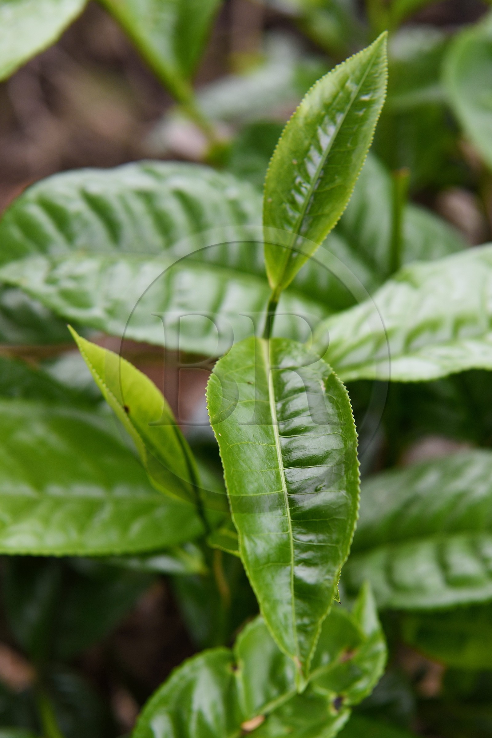 Sri Lanka, Province d'Uva, Ella, feuilles de thé