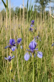 France, Bas-Rhin (67), le Grand Ried vers Herbsheim, la prairie humide, iris de Sibérie (Iris sibirica)