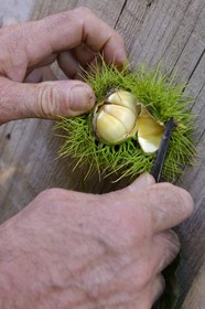 France, Haute-Corse (2B), Castagniccia, Valle d’Orezza, chataignes