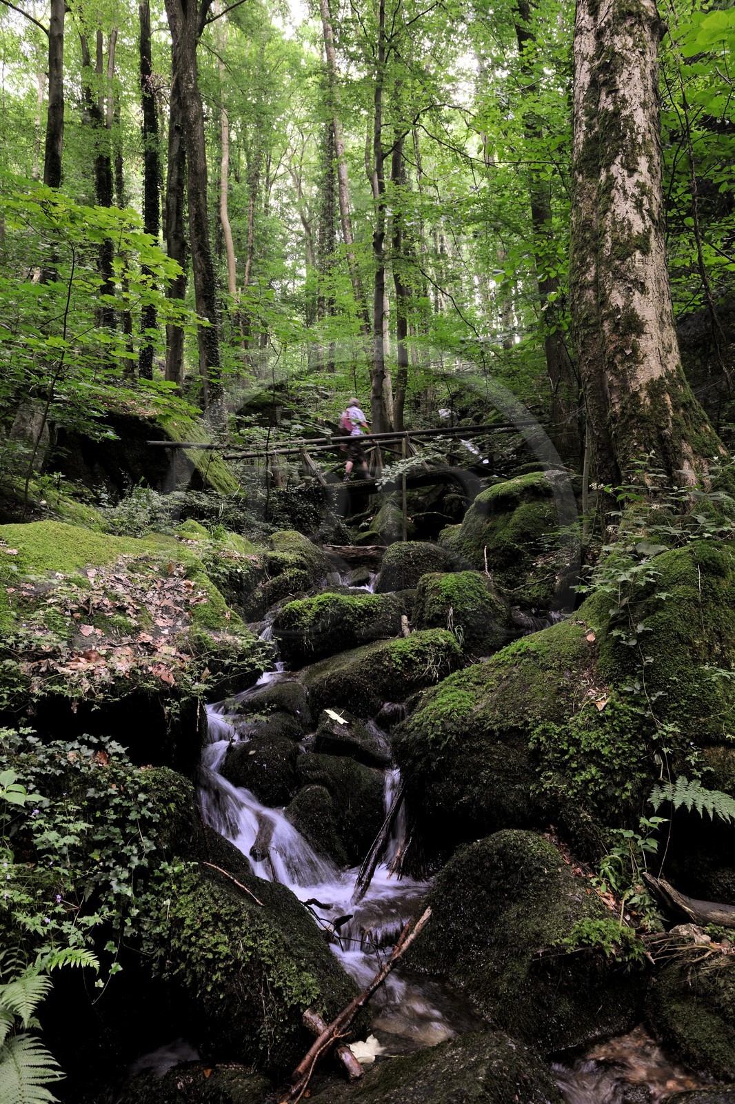 Allemagne, Forêt Noire, Schwartzwald, Bade-Würtemberg, Sasbachwalden, succession de petites cascades dans un sous-bois menant au sommet du Bischenberg