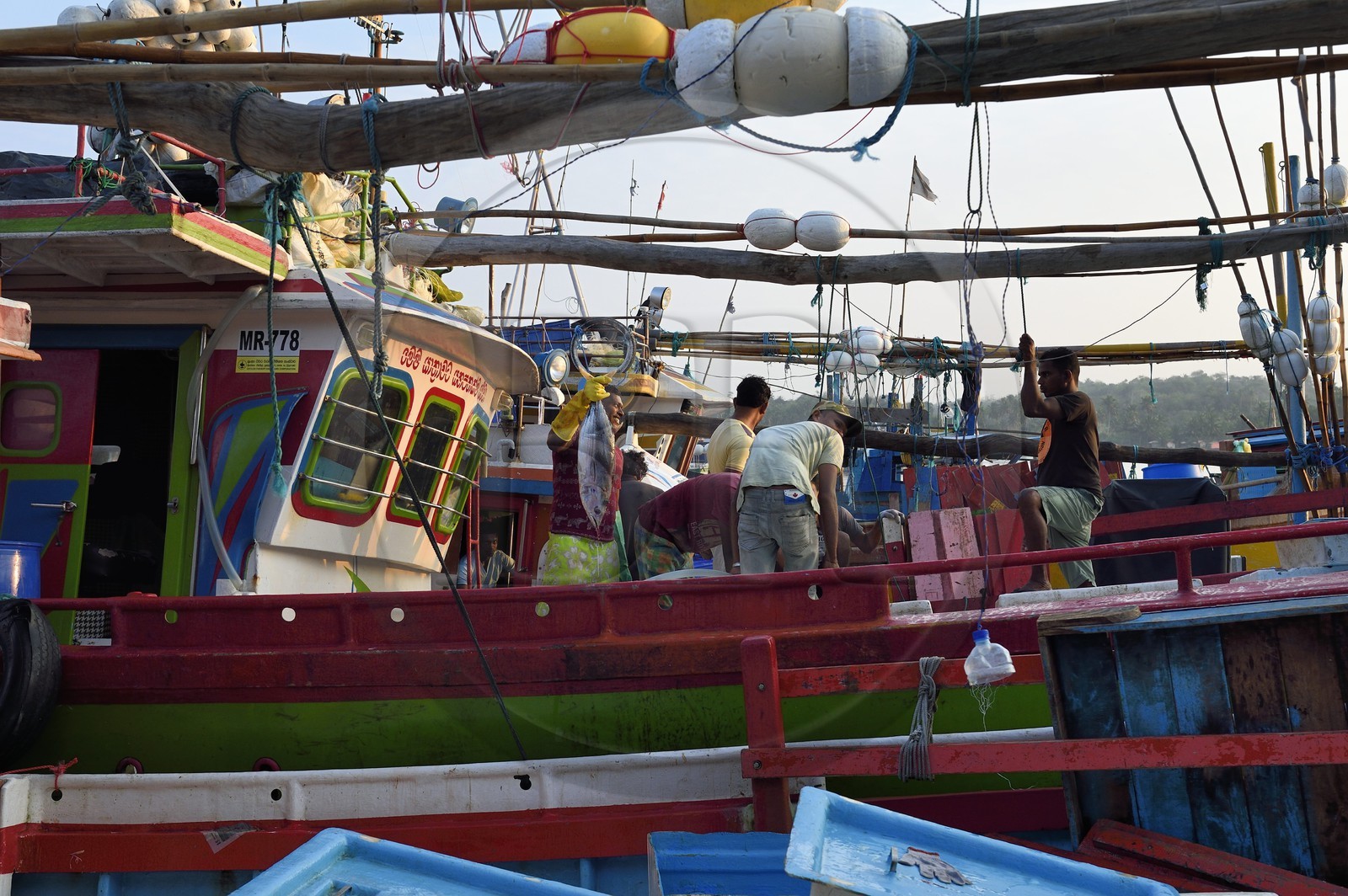 Sri Lanka, Province du Sud, Matara (district), Weligama, port de pêche de Mirissa, débarquement du poisson à l'aube