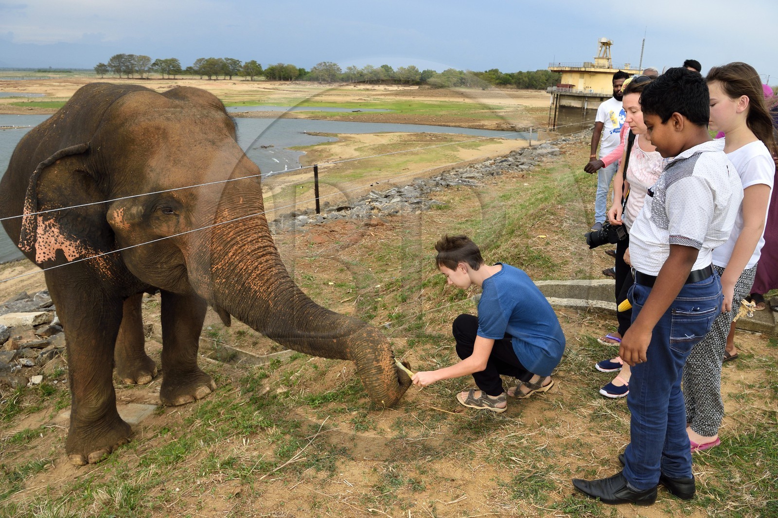 Sri Lanka, province d'Uva, éléphant (Elephas maximus) en bordure du Parc national d'Uda Walawe (Udawalawe National Park)
