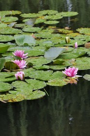 France, Eure (27), Giverny, le jardin de Claude Monet, le Jardin d'Eau