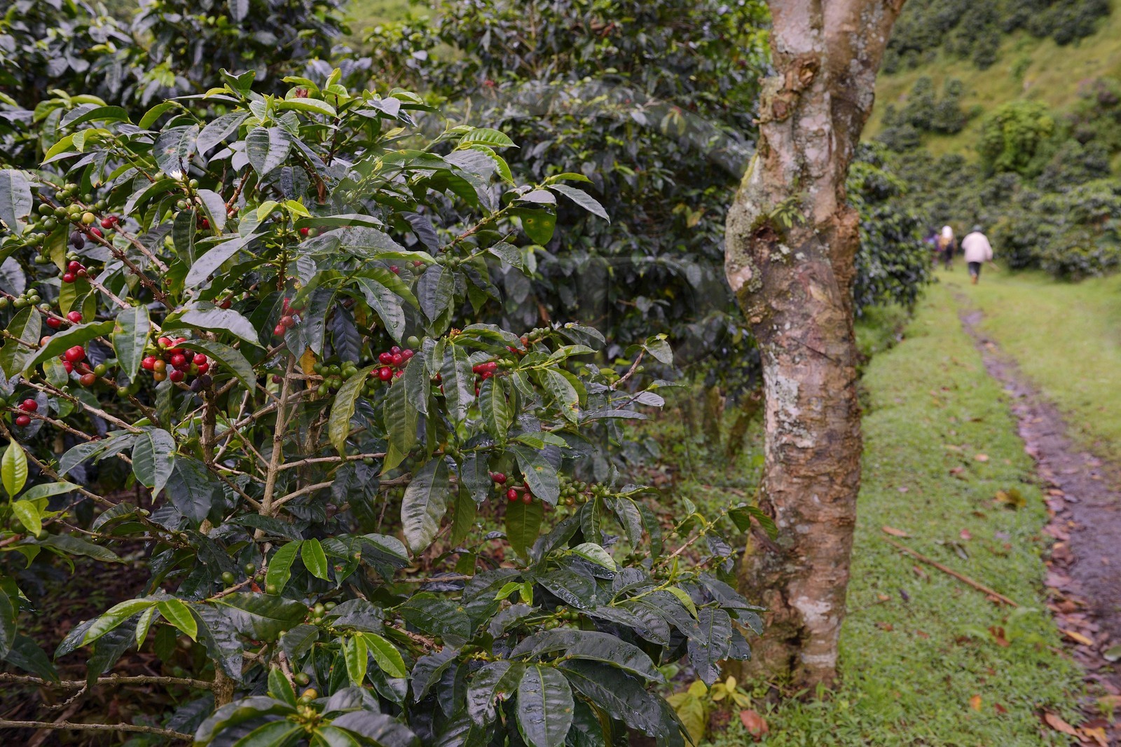 Panama, Chiriqui province, Boquete, Coffee Plantation Finca Lerida, on the slopes of Volcan Baru