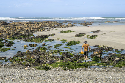 France, Finistère (29), Pays Bigouden, Baie d'Audierne, Plozévet, Lenny Gouedic co créateur de Begood Alg, récolte à pied d'algues sauvages alimentaires sur la plage à marée basse