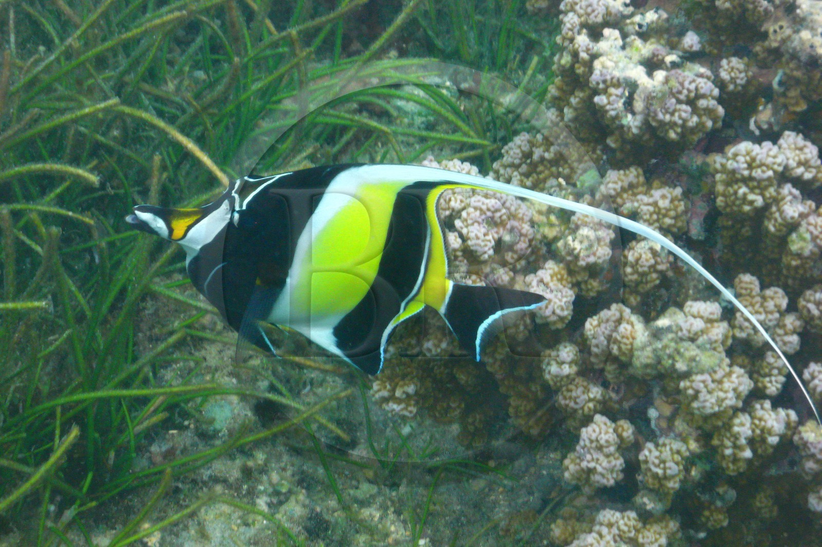 France, île de la Réunion, le récif corallien du lagon de la plage de Saint-Gilles et de l'Ermitage (vue sous-marine)