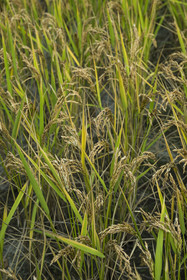 France, Gard (30), Générargues vers Anduze, Bambouseraie en Cévennes, plantation de riz de Camargue