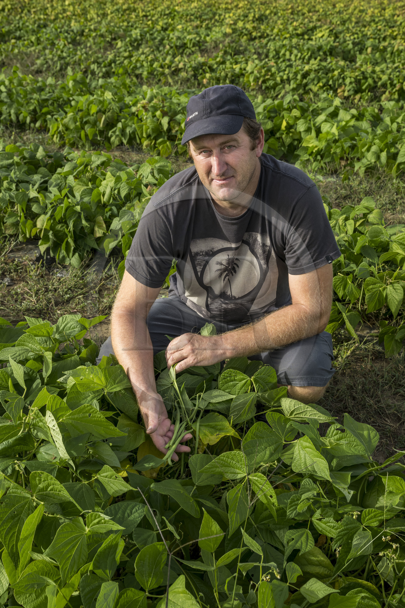France, Charente-Maritime (17), Ile d'Oléron, Saint-Denis-d'Oléron, Christophe Pougnaud, le maraicher des Légumes du Phare, il nous montre ses haricots verts