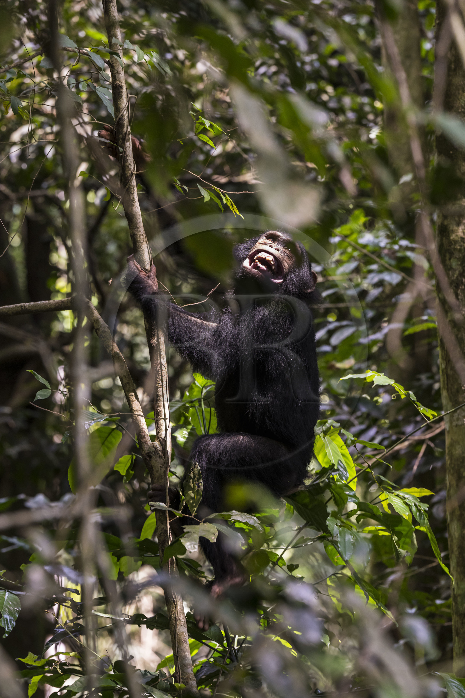 Rwanda, Province de l’Ouest, Nyakabuye, Parc national de Nyungwe, forêt tropicale humide naturelle de Cyamudongo, Chimpanzé commun (Pan Troglodytes)