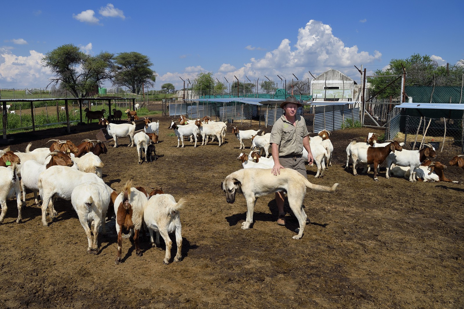 Namibie, Otjiwarongo, le Livestock Guarding Dog Program (programme chien de garde du bétail) du Cheetah Conservation Fund a été très efficace pour réduire les taux de prédation et ainsi aussi l'inclinaison des agriculteurs à piéger ou tirer sur des guépards, le fermier Paul Visser avec son chien Berger d'Anatolie entouré de ses chèvres