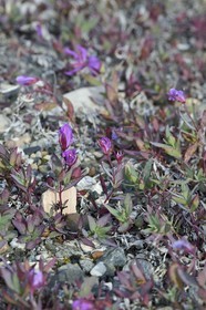 Groenland, cote ouest, Baie de North Star, Dundas (Thulé), toundra, épilobe à feuilles larges (chamerion latifolium), fleur emblématique du pays