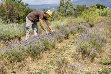 France, Alpes-Maritimes (06), Mouans-Sartoux, Jardins du Musée International de la Parfumerie​ (MIP), un jardinier du musée entretien les lavandes