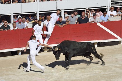 France, Bouches-du-Rhône (13), Arles, la course camarguaise  de la Cocarde d'Or aux Arènes, raseteur tentant d'attraper les attributs primés sur les cornes du taureau