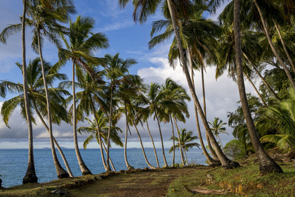 France, Guyane, Kourou, Iles du Salut, Ile Royale, allée de cocotiers