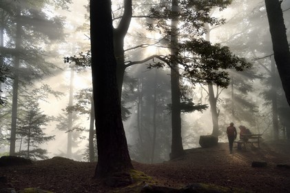France, Bas-Rhin (67), Mont Saint-Odile, randonnée le long du Mur Païen, vestige d'un mur d'enceinte probablement de l'époque mérovingienne d'une longueur totale de onze kilomètres, lever de soleil dans la brume du petit matin