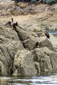 France, Finistère (29), Baie de Morlaix, Carantec, Grands Cormorans (Phalacrocorax carbo) juvéniles