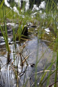 France, Hautes Pyrenees, Saint Lary Soulan, Neouvielle National Nature Reserve, Neouvielle lakes hike, Les Laquettes small lakes, frog